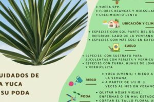 Crecimiento de Yucca – Cómo cuidar las plantas de Yucca en el exterior
