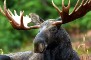 Los 10 mejores animales del bosque templado