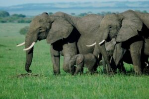 Los 13 Animales Mas Inteligentes del Mundo