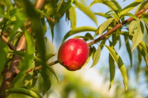 Cuidado de las nectarinas: cómo y dónde crecen las nectarinas
