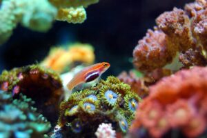 Los 10 animales que viven más tiempo
