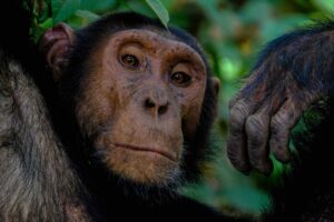 21 animaux aux cris extraordinairement forts