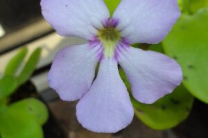 Qué es una butterwort: obtenga información sobre el cultivo de butterwort carnívoros