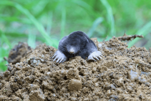 Animales que viven en el suelo.