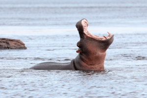 Los 10 animales más grandes