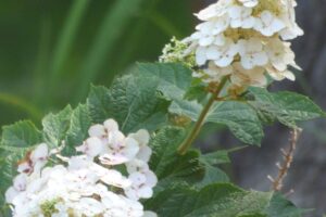 Cultivo de hortensias de hoja de roble: consejos sobre el cuidado y el mantenimiento de las hortensias