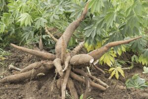 Recogida de raíces de tapioca: aprende cuándo cosechar raíz de tapioca en los jardines