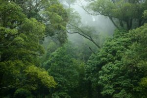 Top 10 Animales en la Selva Tropical