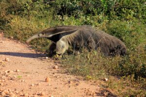 Top 10 Animales Mal Olientes
