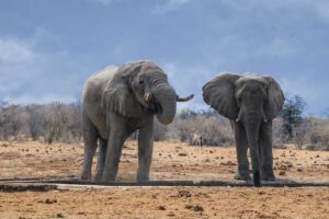 10 animales con un sexto sentido adicional a los cinco sentidos tradicionales