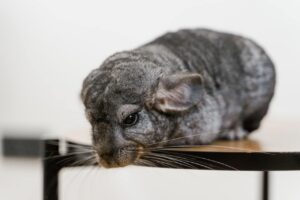 Los 9 Mamiferos Mas Pequeños del Mundo