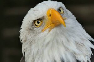 10 cosas que debes saber sobre el águila calva