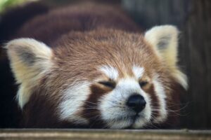Top 10 Cutest Animals