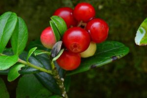 Problemas comunes en los viñedos de arándano – Reconocimiento y tratamiento de los problemas de las plantas de arándano