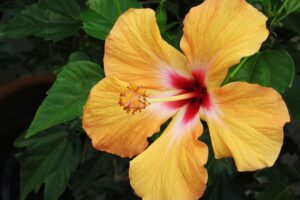 Consejos para cuidar las plantas de hibisco