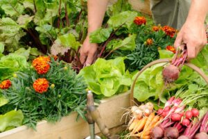 5 cultivos intercalados de crecimiento rápido para maximizar su huerto