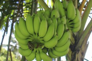 Una planta de plátano puede hacer crecer fruta: cómo conseguir que los plátanos produzcan fruta