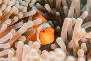 Top 10 Cutest Fish in the World
