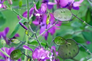 Lunaria Silver Dollar: crecer y cuidar una planta de dinero