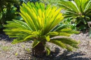 Información sobre el cuidado de las plantas de palma sagu