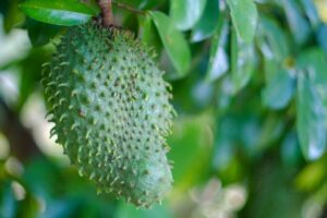 Beneficios de la fruta de guanábana: cómo hacer crecer los árboles de guanábana