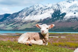 Los 10 mejores animales bebรฉs que te harรกn decir “Ohhh”