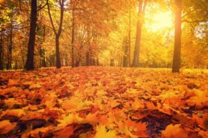 Árboles con follaje de otoño naranja: qué árboles tienen hojas de naranja en otoño