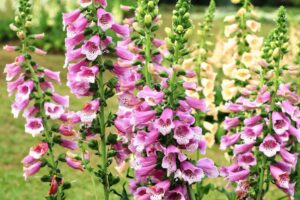 Foxglove Care: Guía para principiantes para cultivar Foxglove