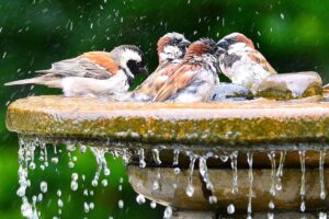 5 Bird Bath Mistakes To Avoid To Attract More Birdies