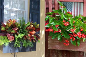 17 mejores plantas de tono cálido para ventanas
