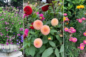 Haga crecer un jardín de flores para cortar