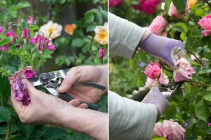 Como deadhead rosas para que florezcan más
