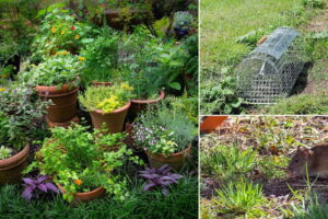 Cómo tener un jardín sin ratas: 9 trucos que funcionan