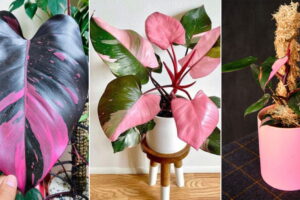 Cómo hacer crecer una princesa filodendra rosa como un maestro jardinero
