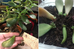Propagación de hojas de plantas de jade de forma experta