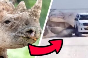 Conoce a 10 de los animales mas agresivos del planeta