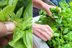 9 trucos importantes para cosechar albahaca que nadie te ha dicho nunca