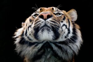 Los 12 animales más amenazados de extinción en la actualidad