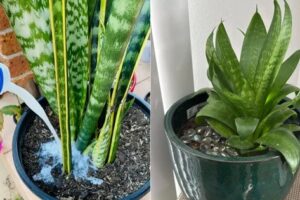 4 trucos para utilizar la leche para el mejor crecimiento de plantas de SERPs
