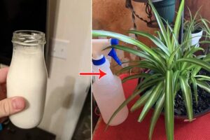 3 razones por las que aplicar leche en las plantas de araรฑa es una gran idea