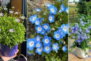 13 mejores flores azul claro para contenedores