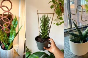 11 mejores ideas de enrejado de plantas de serpientes para subir de nivel su Sansevieria
