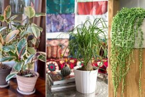 14 plantas de interior que no necesitan agua (antes de un mes)