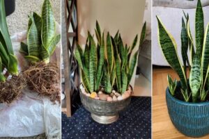 Crecimiento de las plantas de serpientes 3 veces más rápido como por magia 😱