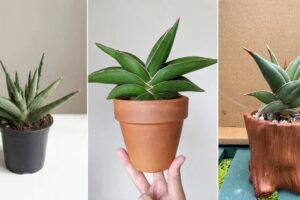 5 mejores plantas de serpientes con forma de diamante para crecer