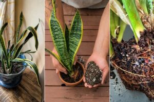 6 modos de revivir una planta de serpiente moribunda