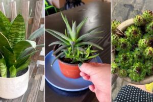 8 suculentas que producen más cachorros en macetas pequeñas