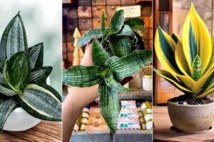 9 variedades de plantas de serpientes para bebés que se mantienen pequeñas y bonitas