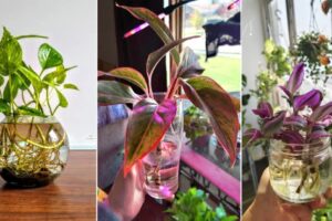 10 plantas de interior que pueden sobrevivir en el agua durante años