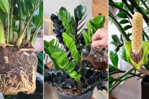 Cómo conseguir que su planta ZZ florezca